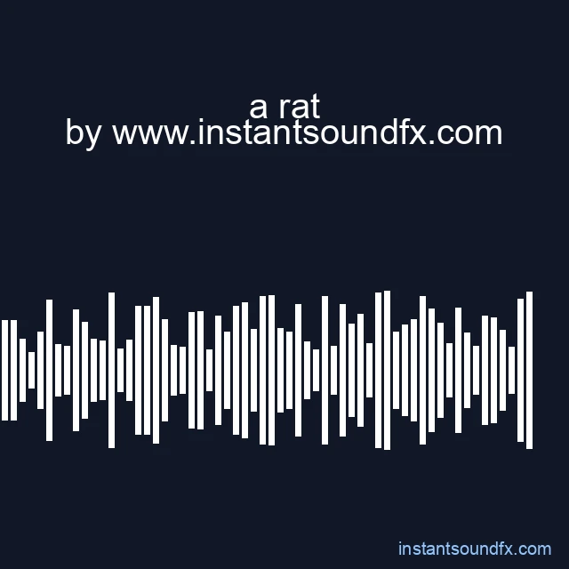 a rat image